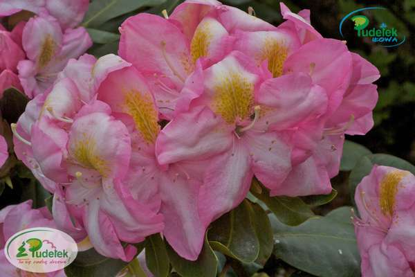 Rhododendron Arkadius
